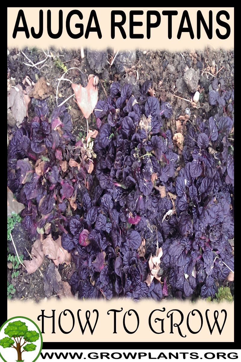 How to grow Ajuga reptans