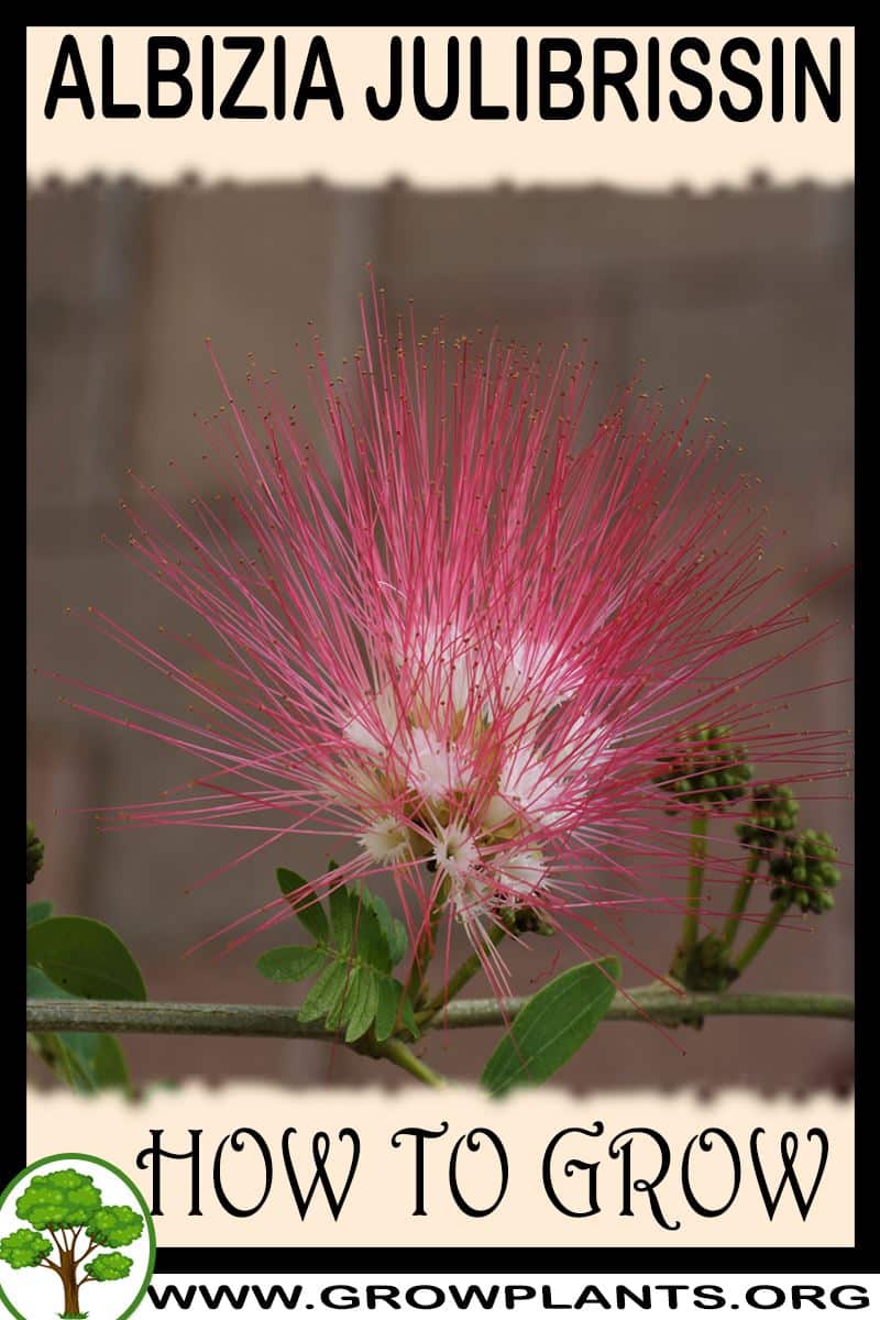 How to grow Albizia julibrissin