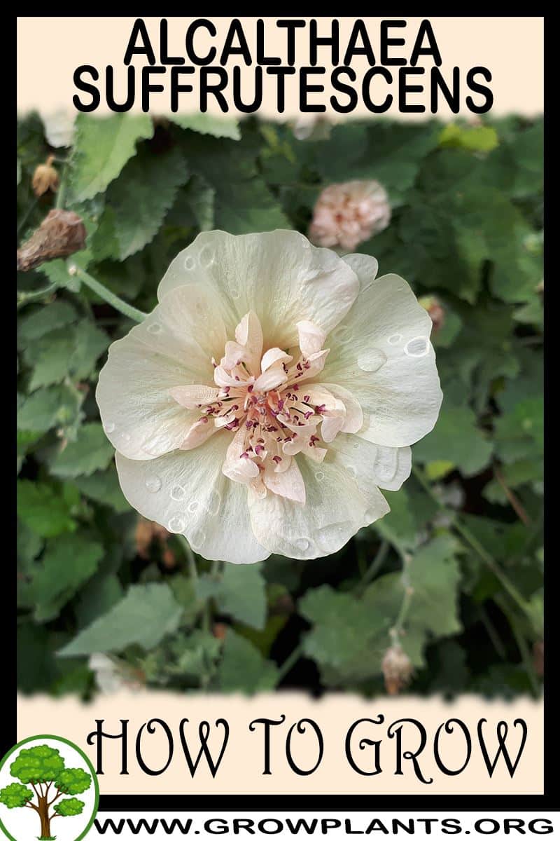 How to grow Alcalthaea suffrutescens