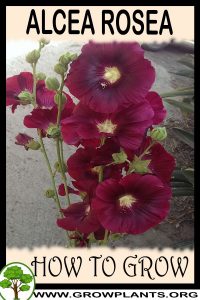 How to grow Alcea rosea