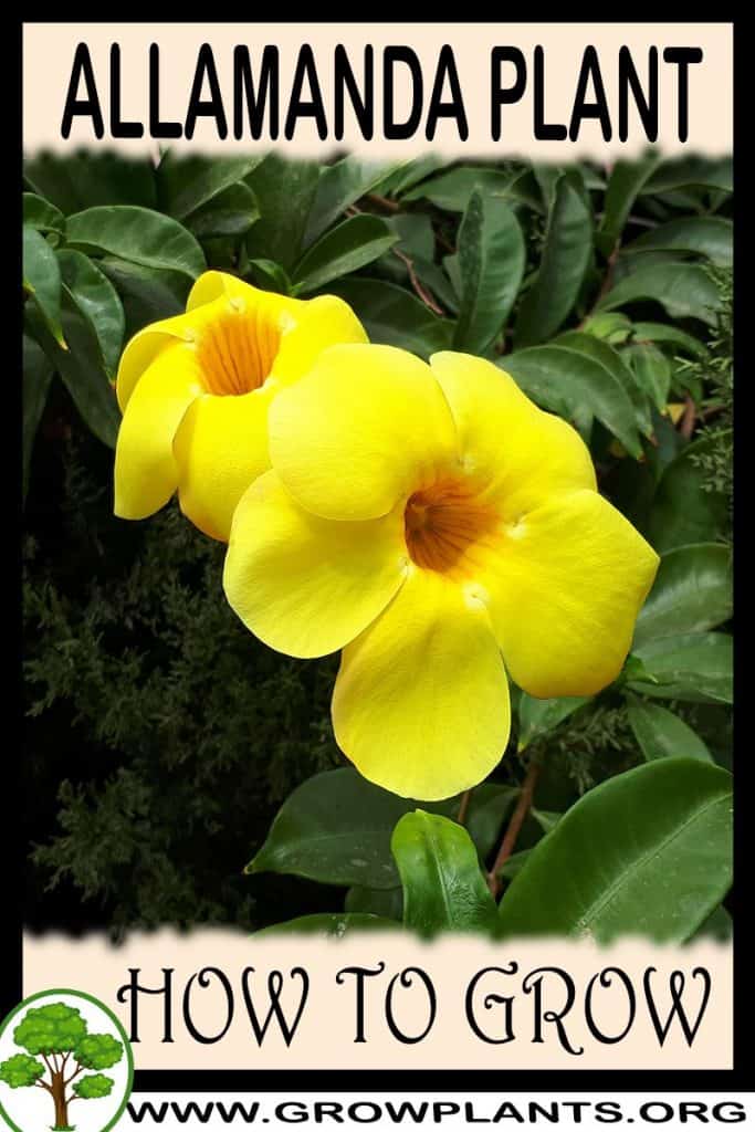Allamanda plant