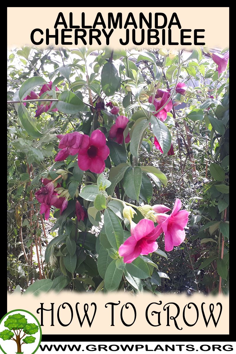 How to grow Allamanda Cherry jubilee