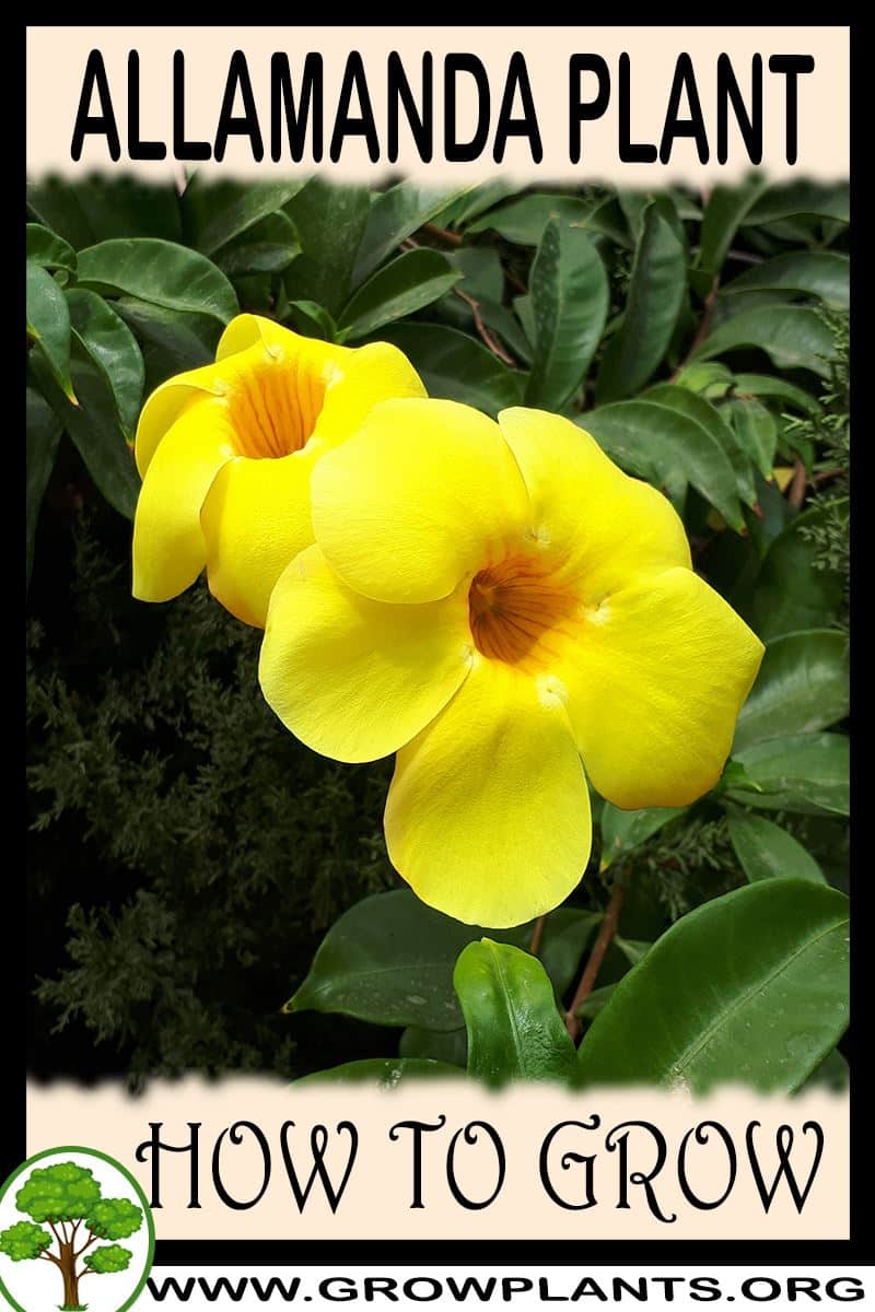 How to grow Allamanda