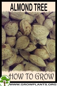 How to grow Almond tree