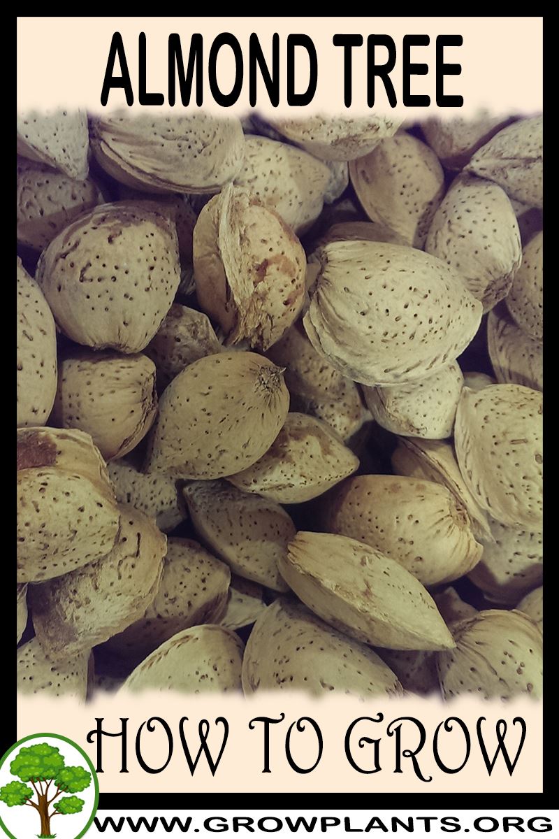 How to grow Almond tree