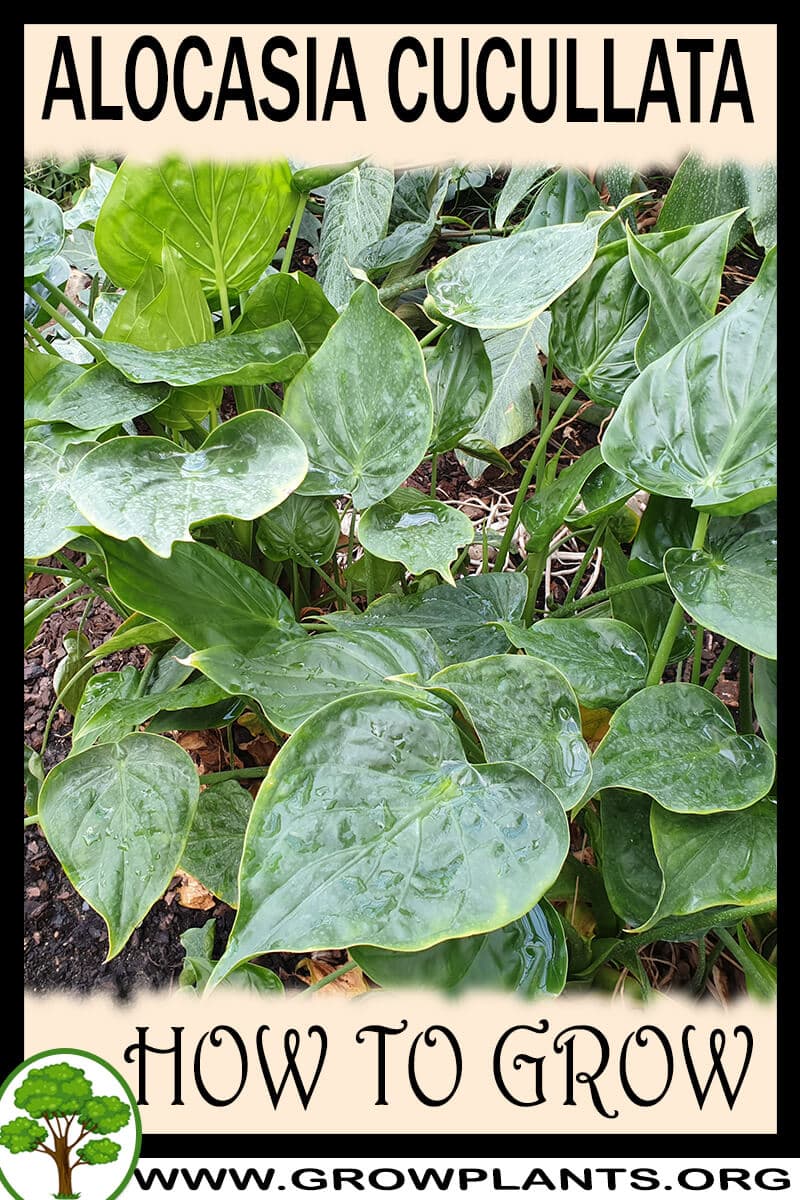 How to grow Alocasia cucullata