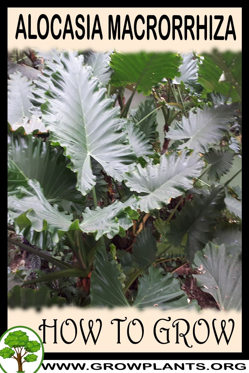 How to grow Alocasia macrorrhiza