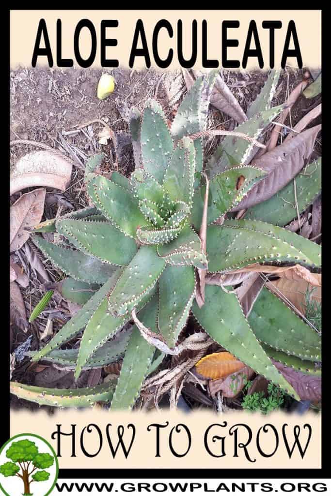 Aloe aculeata