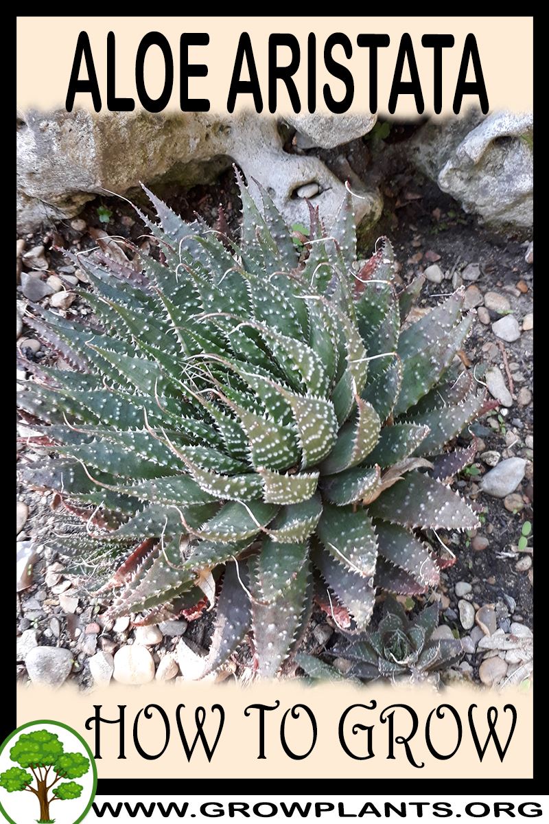 How to grow Aloe aristata