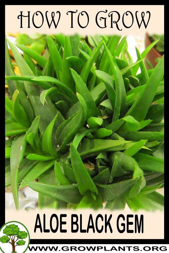 How to grow Aloe black gem