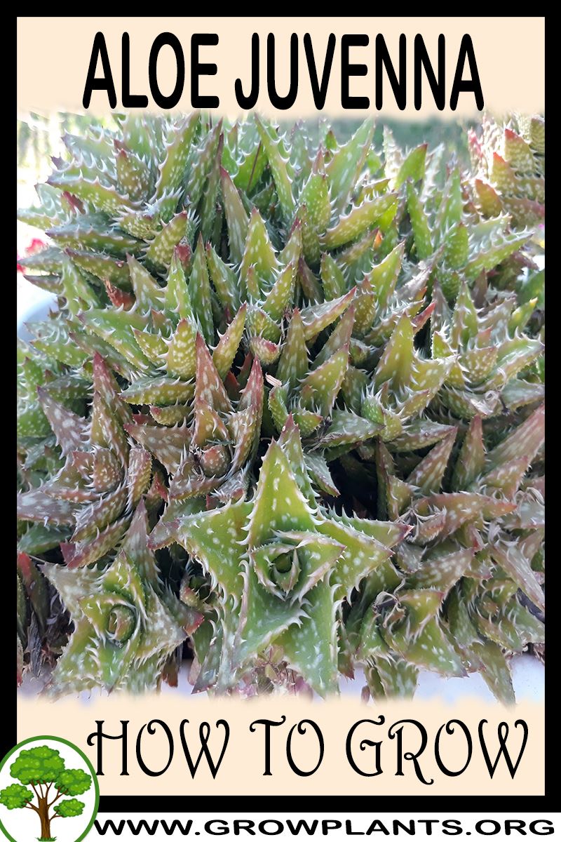 How to grow Aloe juvenna
