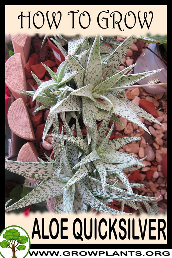 How to grow Aloe quicksilver
