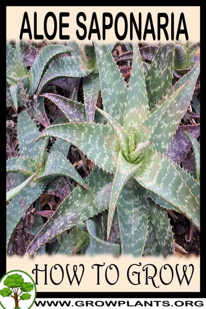 Aloe saponaria