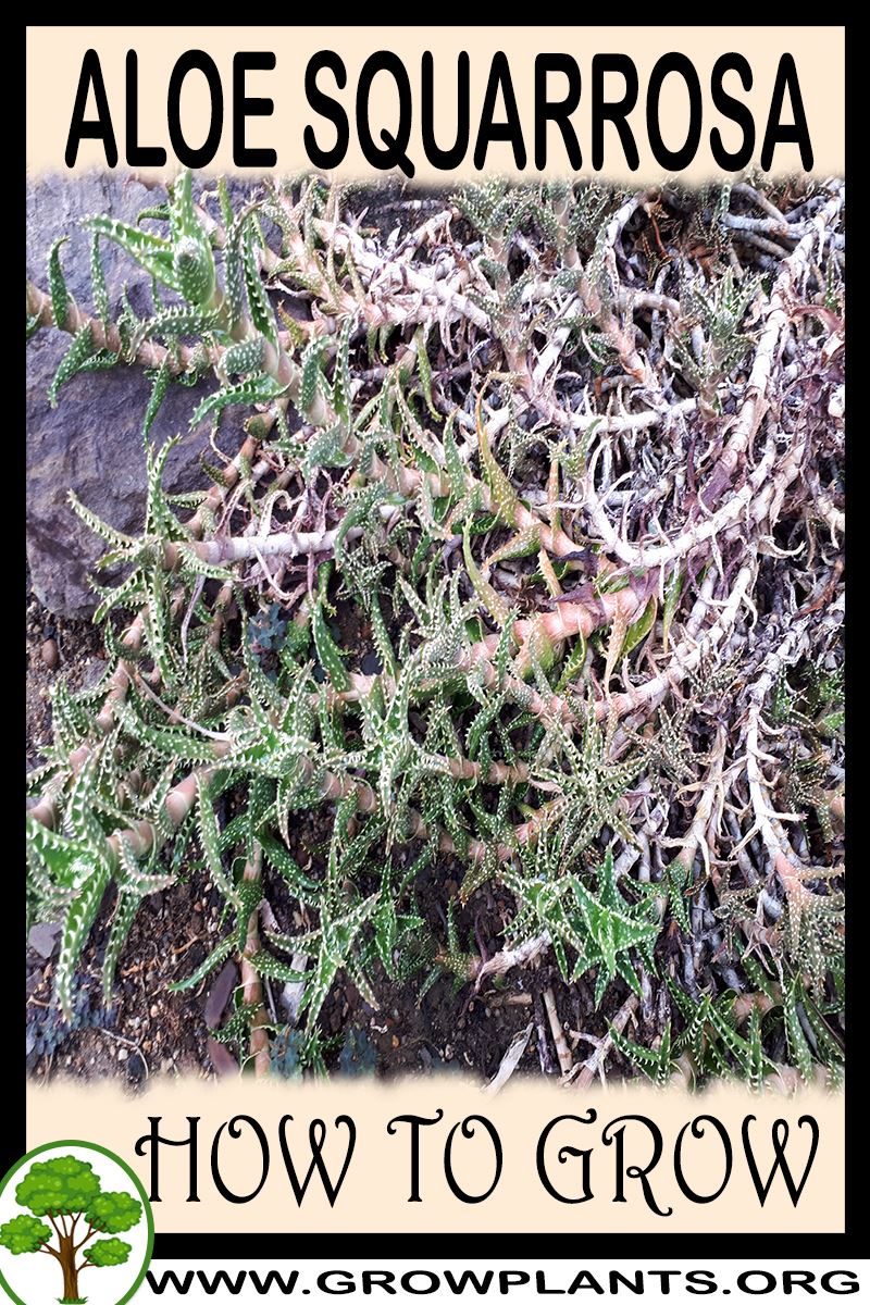 How to grow Aloe squarrosa