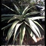Aloe tree