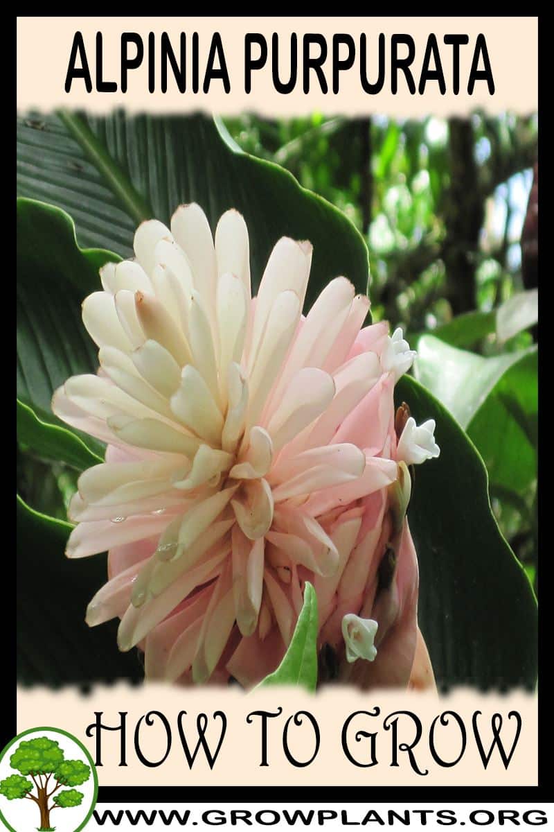How to grow Alpinia purpurata