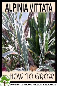How to grow Alpinia vittata