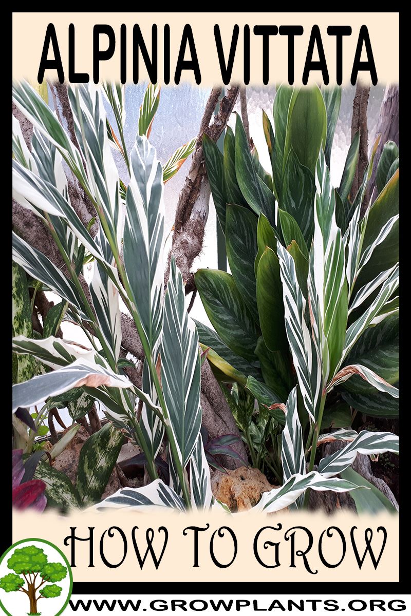 How to grow Alpinia vittata