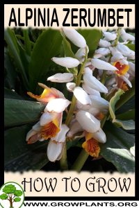 How to grow Alpinia zerumbet