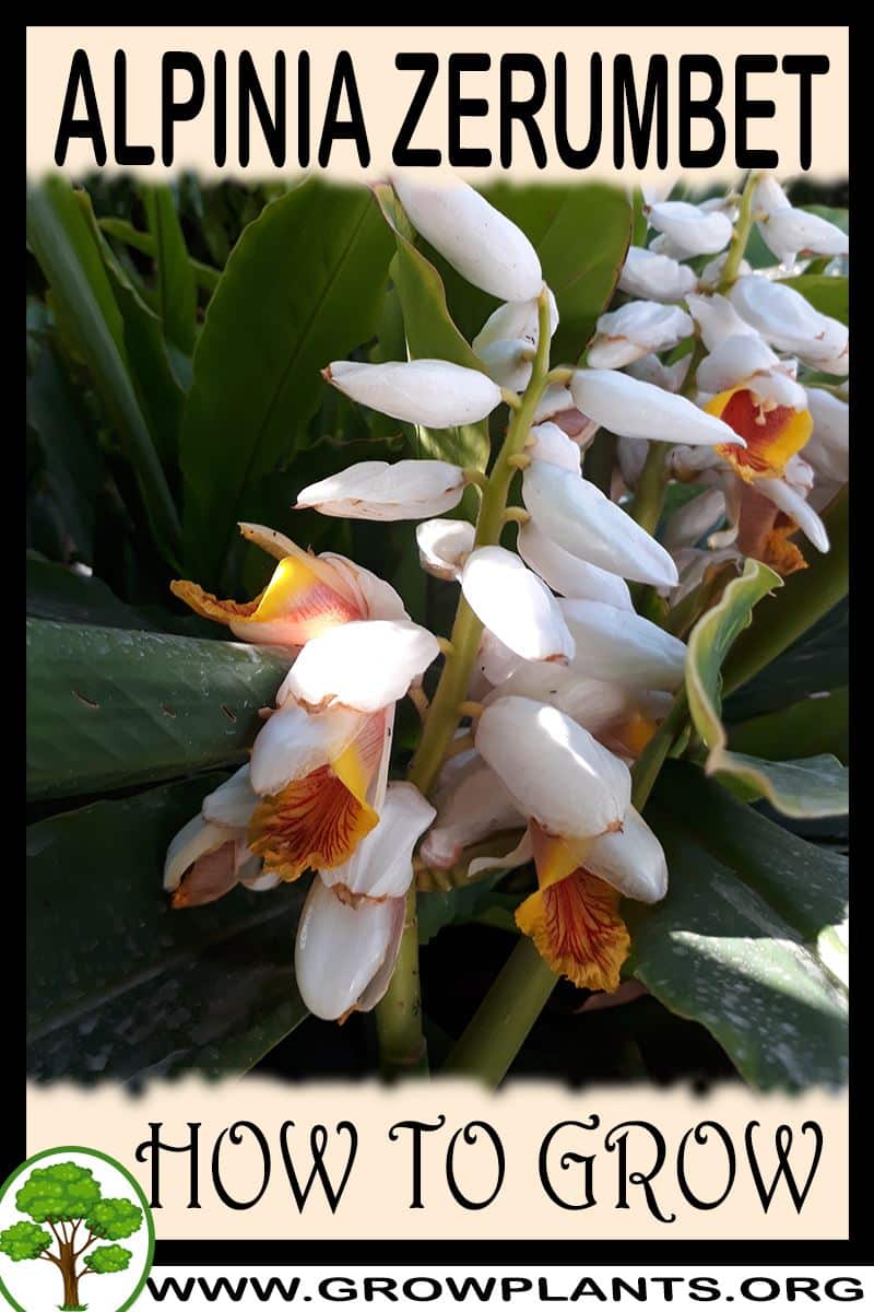 How to grow Alpinia zerumbet