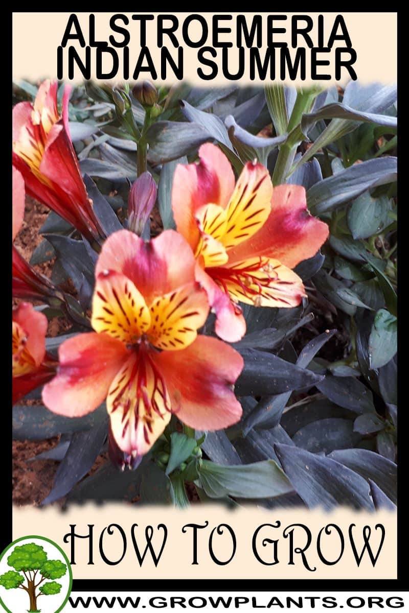 How to grow Alstroemeria indian summer