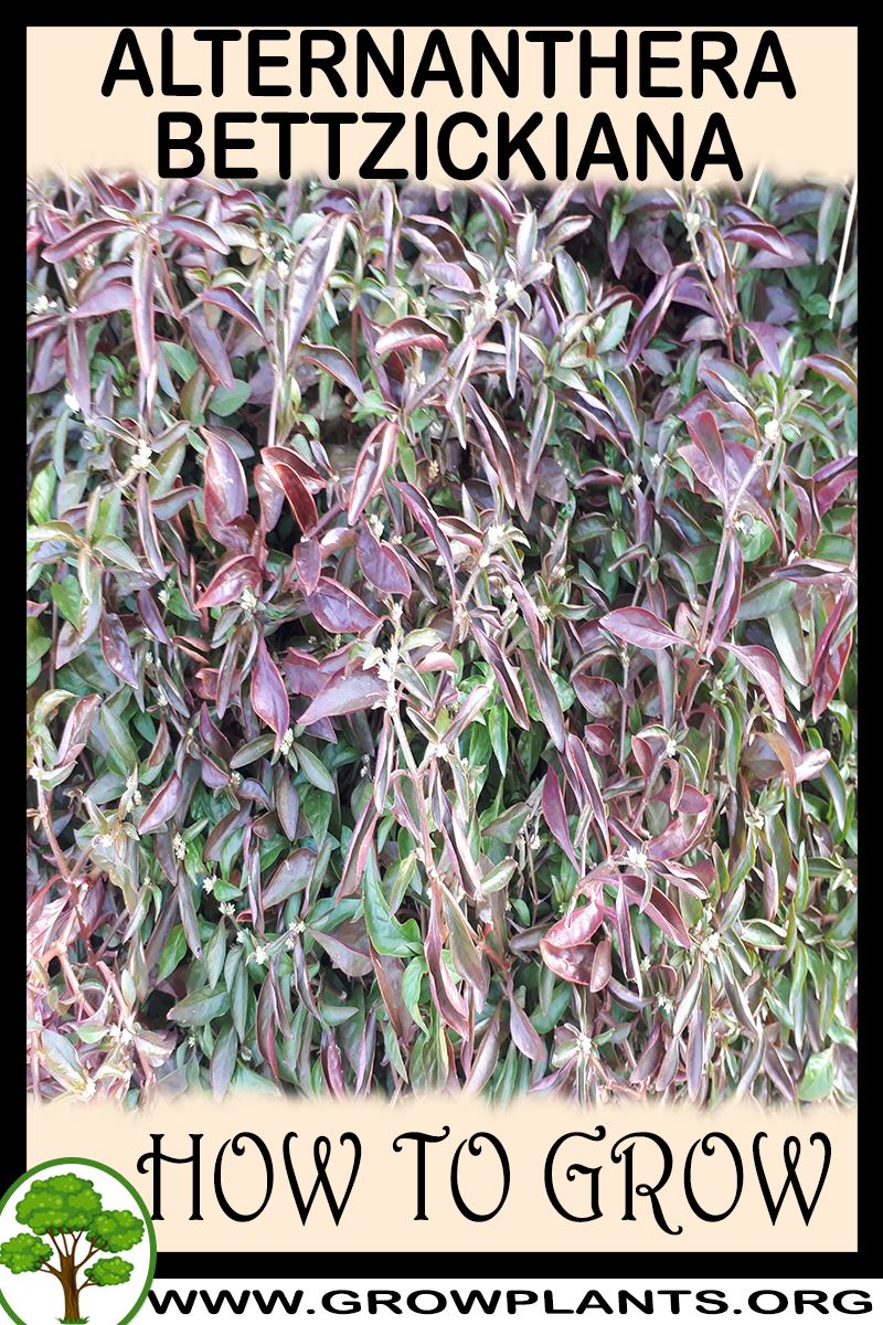 How to grow Alternanthera bettzickiana