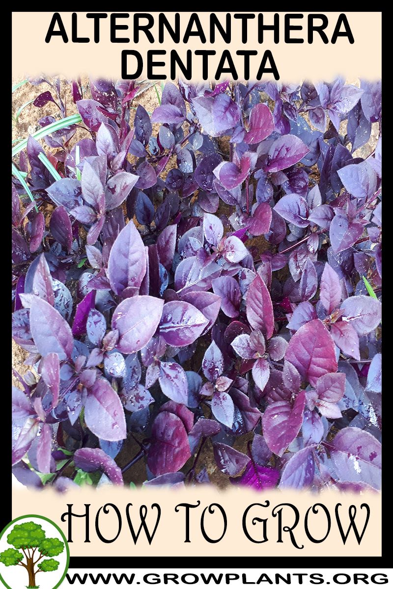 How to grow Alternanthera dentata