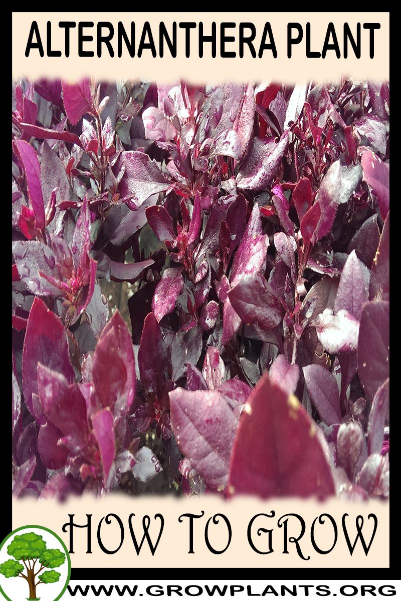 How to grow Alternanthera plant