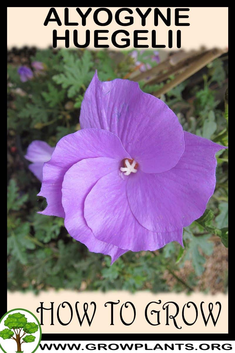 How to grow Alyogyne huegelii
