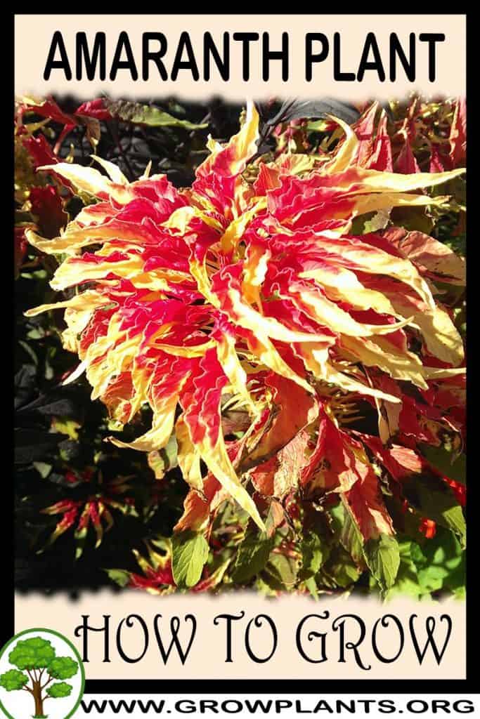 Amaranth plant