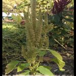 Amaranthus albus