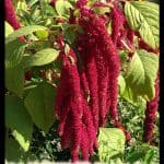 Amaranthus caudatus