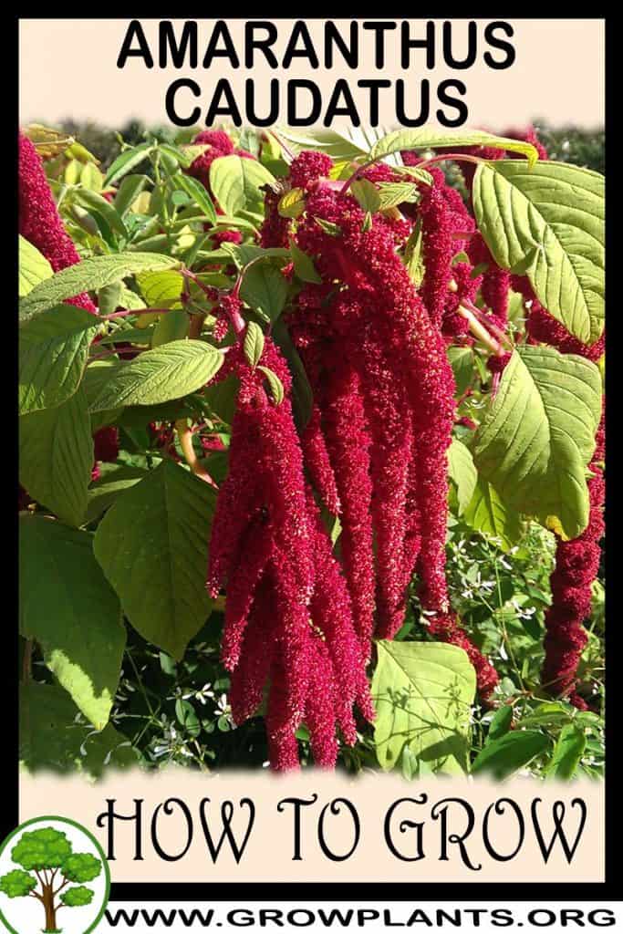 Amaranthus caudatus