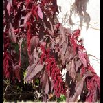 Amaranthus cruentus