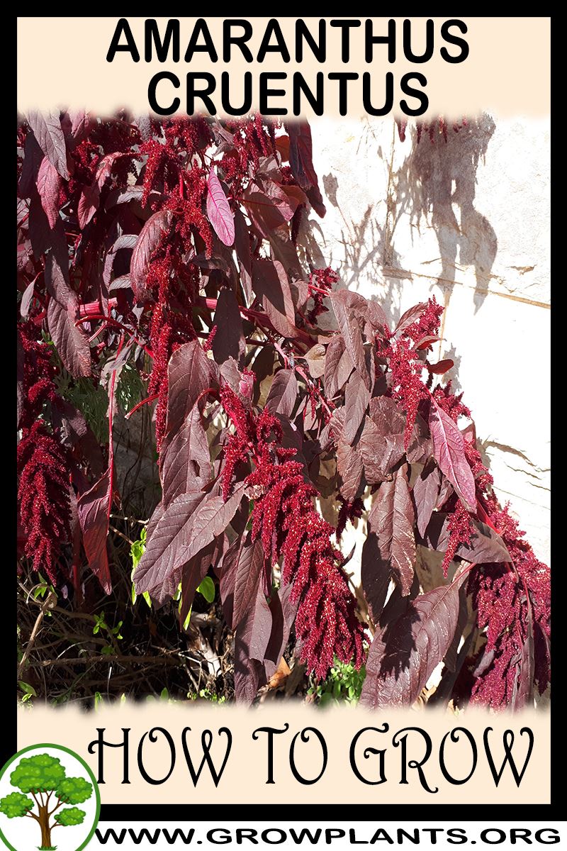 How to grow Amaranthus cruentus