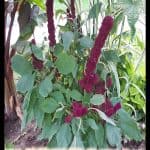 Amaranthus gangeticus