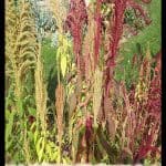 Amaranthus hybridus