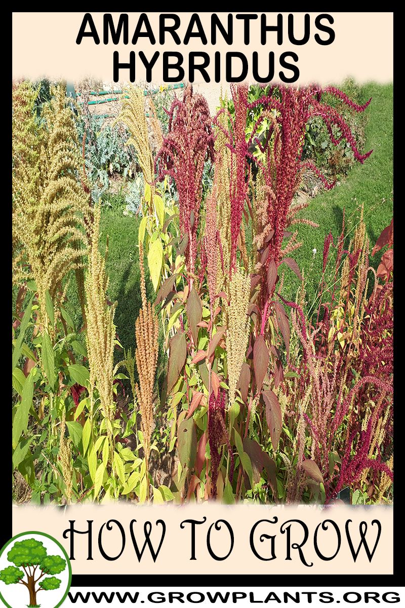 How to grow Amaranthus hybridus