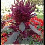 Amaranthus hypochondriacus