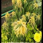 Amaranthus tricolor