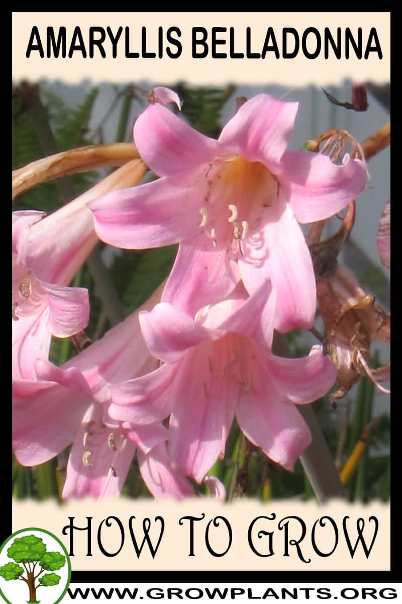 How to grow Amaryllis belladonna