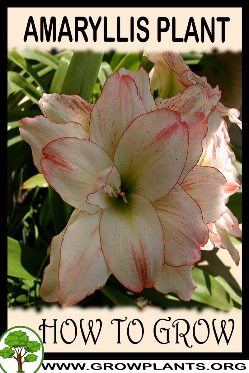 How to grow Amaryllis