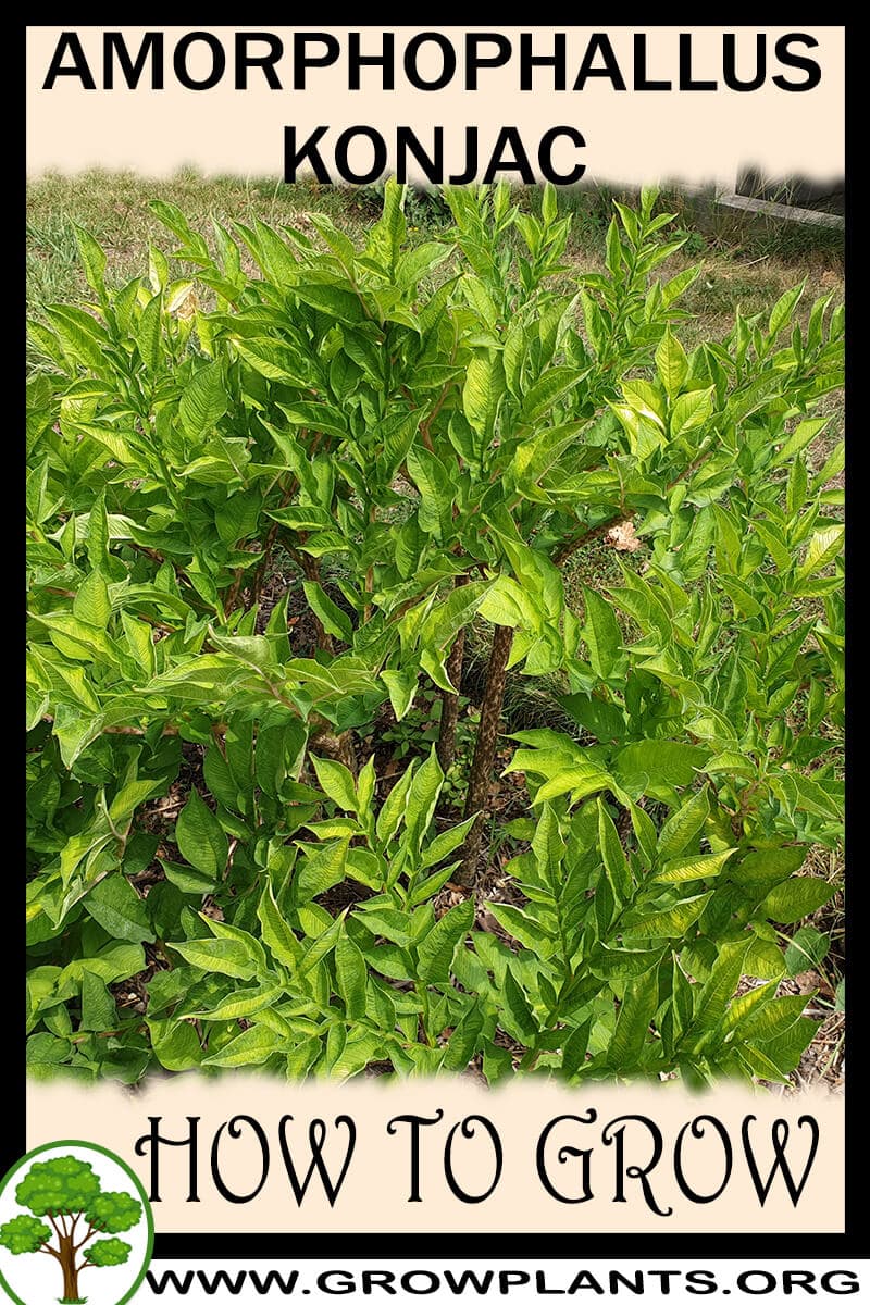 How to grow Amorphophallus konjac
