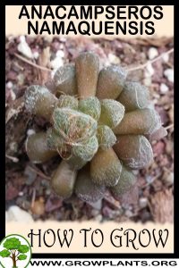 How to grow Anacampseros namaquensis