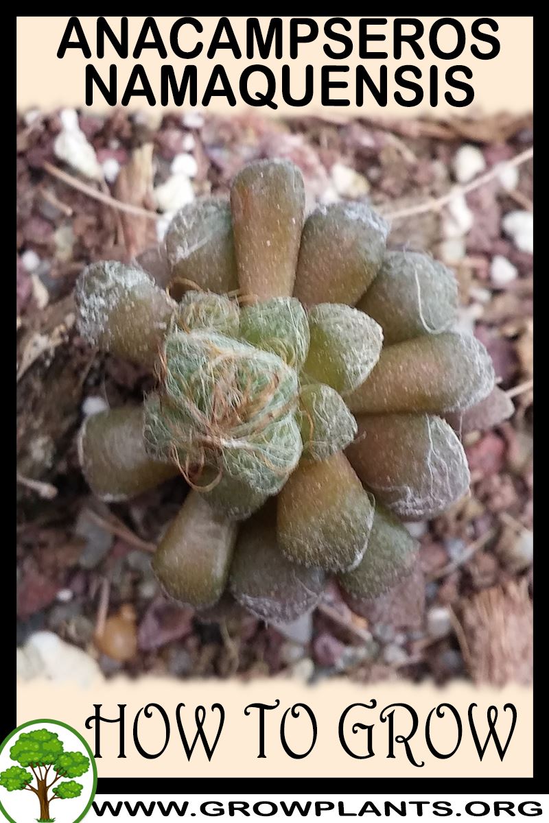 How to grow Anacampseros namaquensis