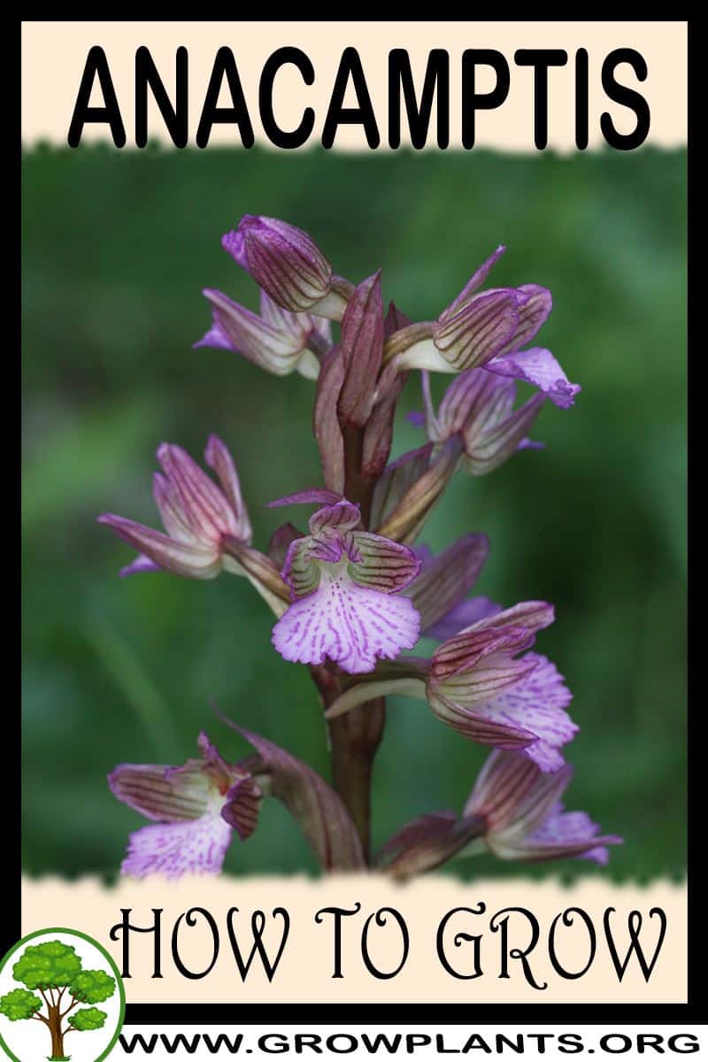 How to grow Anacamptis