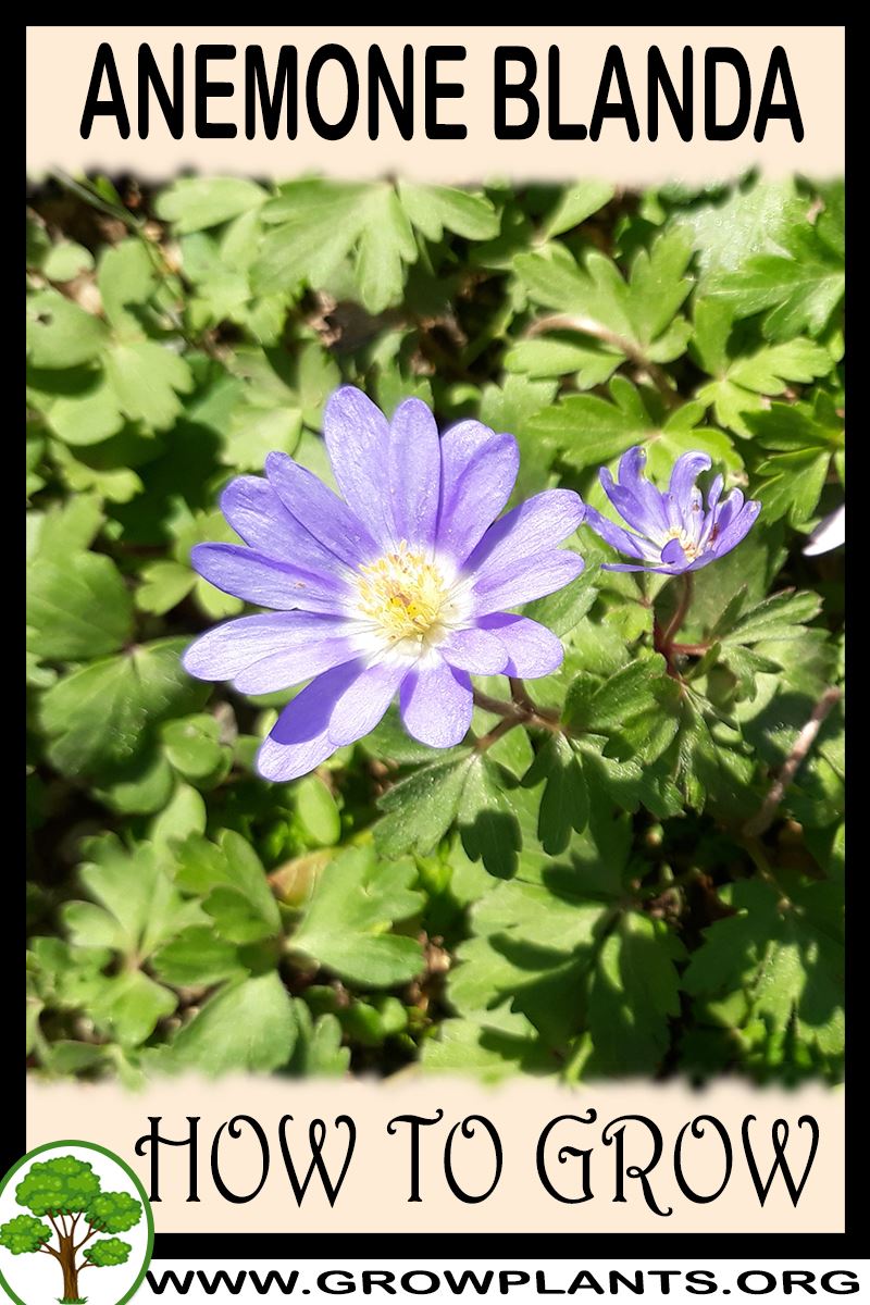 How to grow Anemone blanda