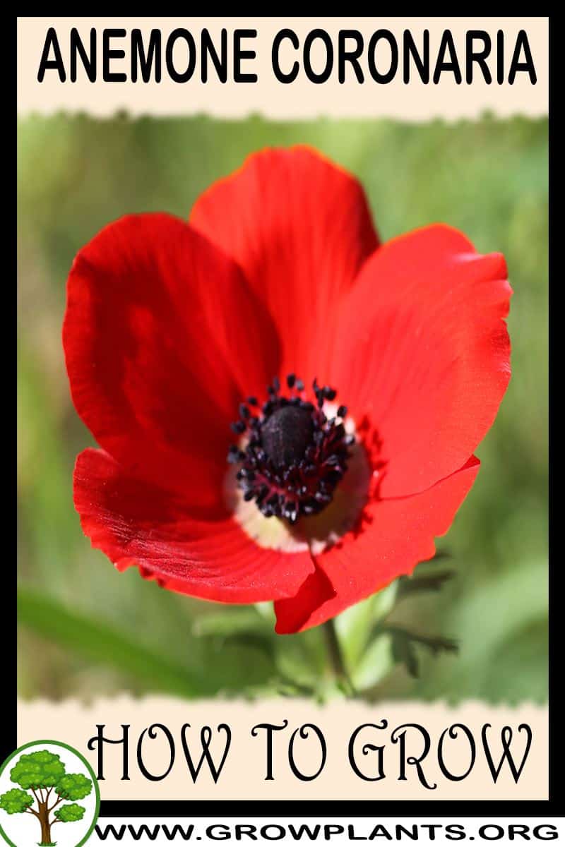 How to grow Anemone coronaria