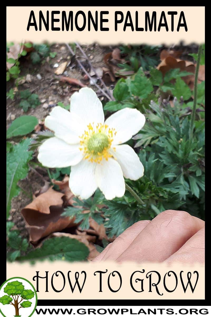 How to grow Anemone palmata