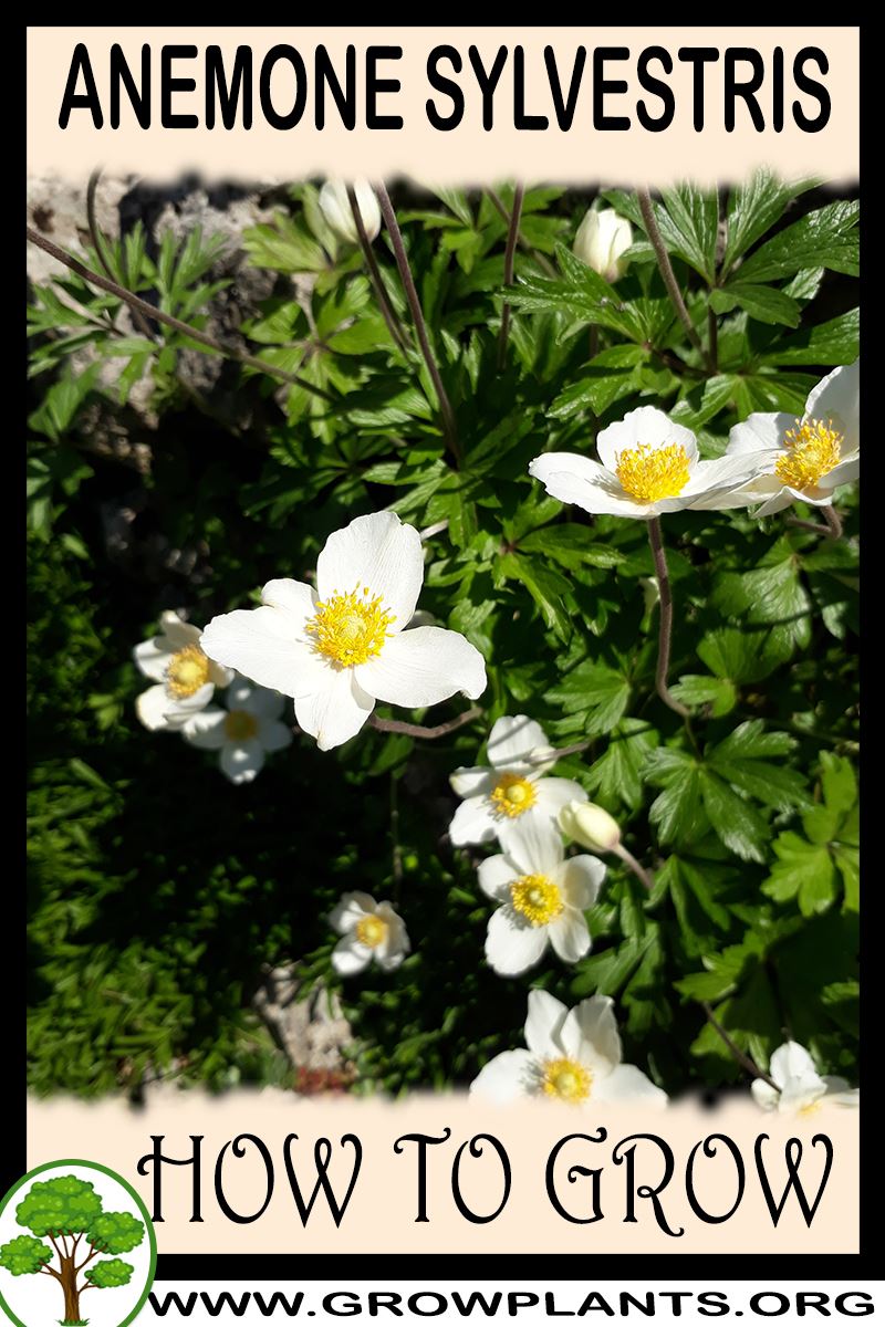 How to grow Anemone sylvestris